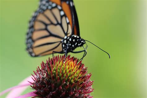 nectar .